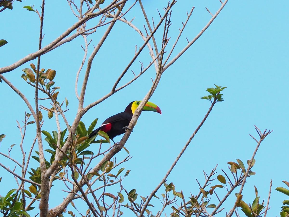 Paraiso Volcano Lodge Guayabo  Екстер'єр фото