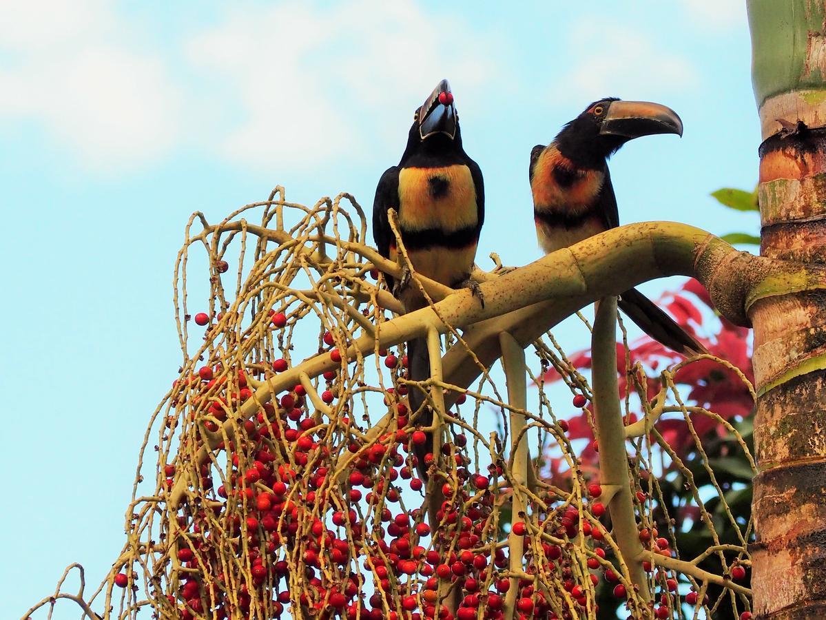 Paraiso Volcano Lodge Guayabo  Екстер'єр фото