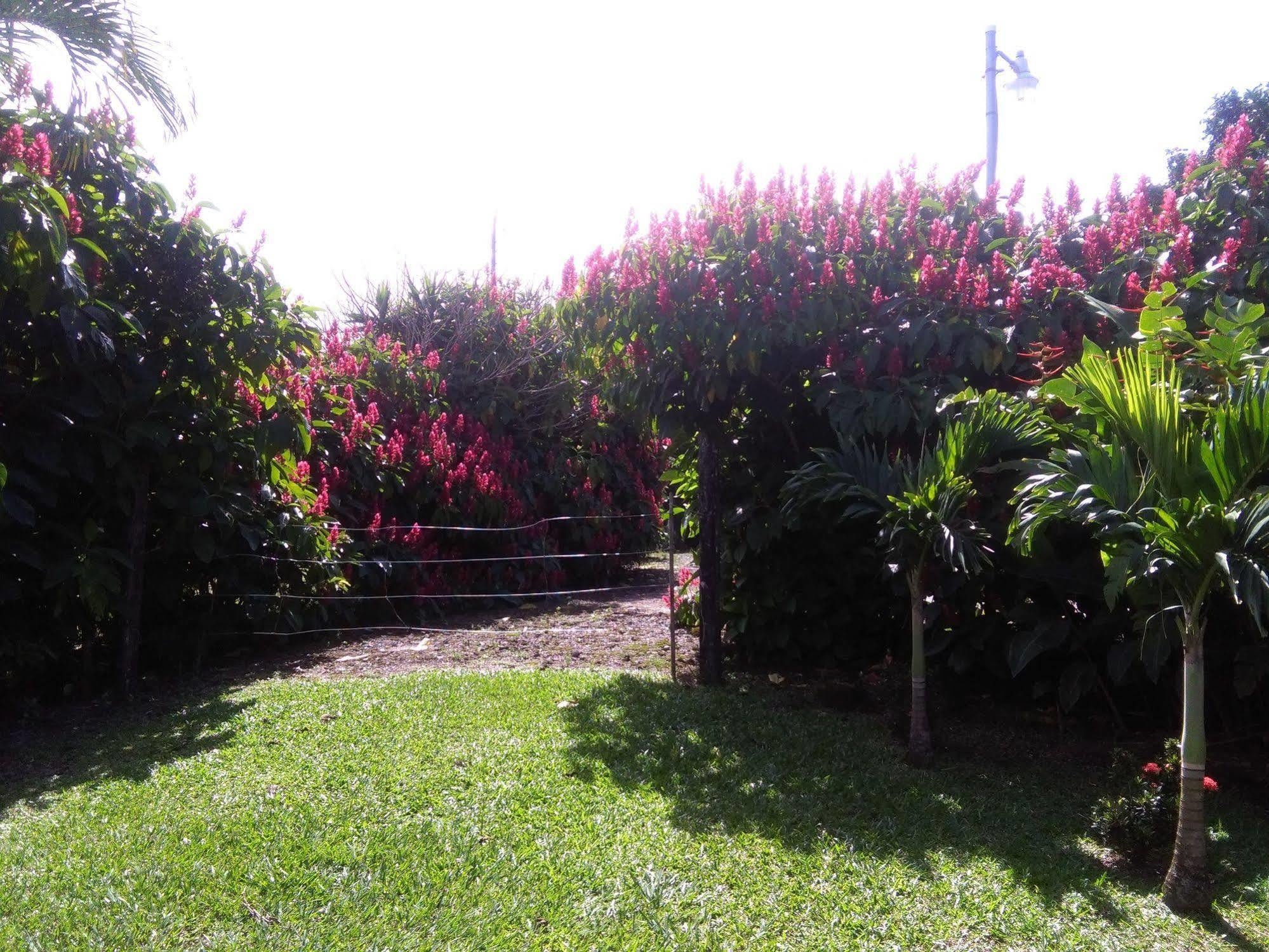 Paraiso Volcano Lodge Guayabo  Екстер'єр фото