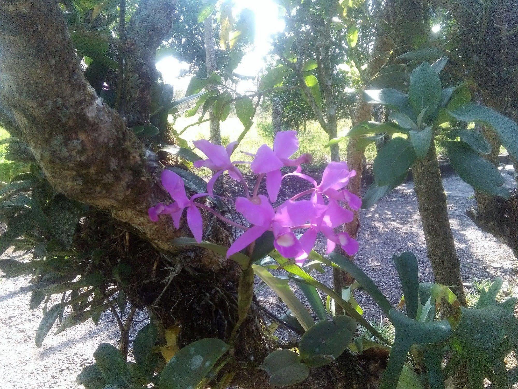 Paraiso Volcano Lodge Guayabo  Екстер'єр фото